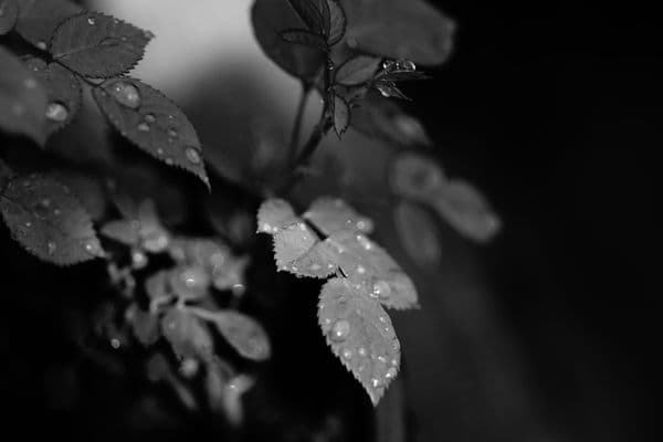 Black & White