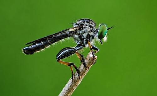 Robber Fly