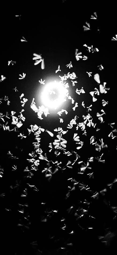 The Light